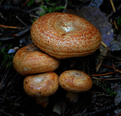 Lactarius Deliciosus Biodiversity For Food And Nutrition