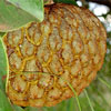 Annona crassiflora